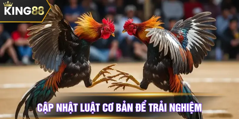 Cập nhật luật cơ bản để trải nghiệm