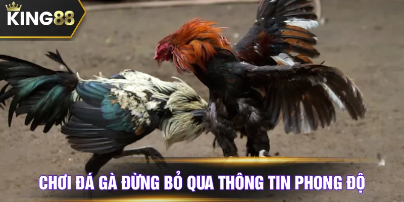 Chơi đá gà đừng bỏ qua thông tin phong độ