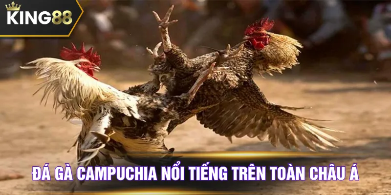Đá gà Campuchia nổi tiếng trên toàn châu Á