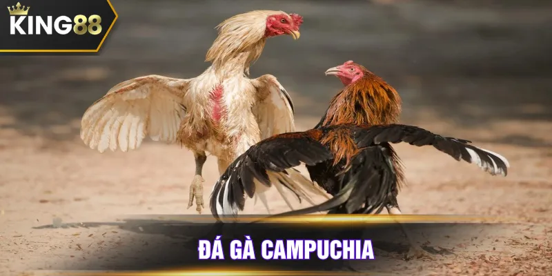 đá gà campuchia