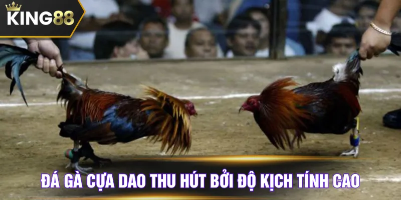 Đá gà cựa dao thu hút bởi độ kịch tính cao