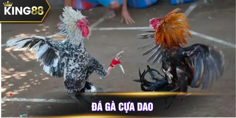 đá gà cựa dao