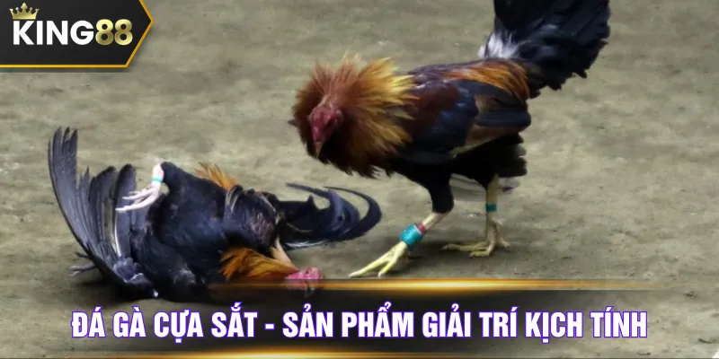 Đá gà cựa sắt - Sản phẩm giải trí kịch tính