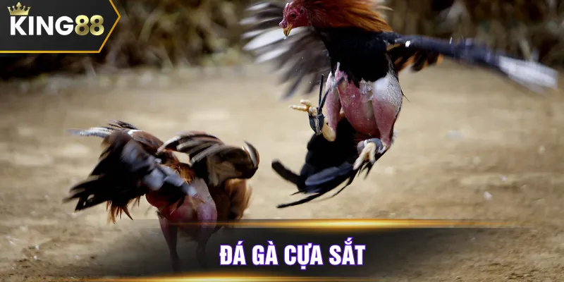đá gà cựa sắt