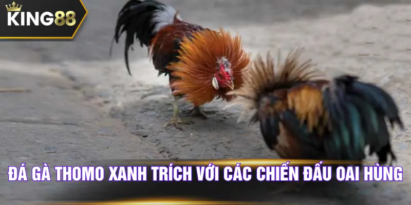 Đá gà Thomo xanh trích với các chiến đấu oai hùng