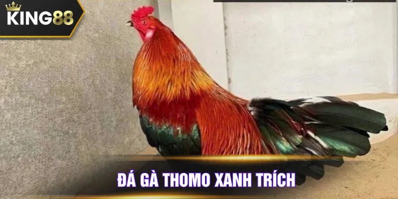 Đá gà Thomo xanh trích