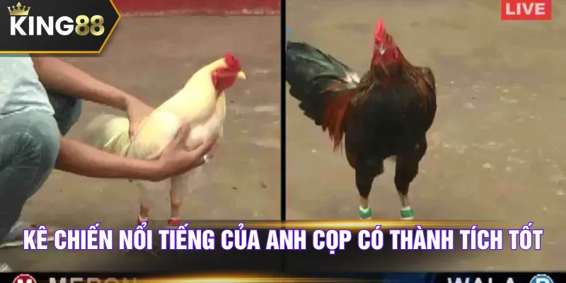 Kê chiến nổi tiếng của anh Cọp có thành tích tốt