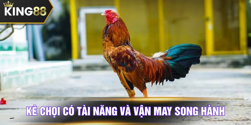 Kê chọi có tài năng và vận may song hành