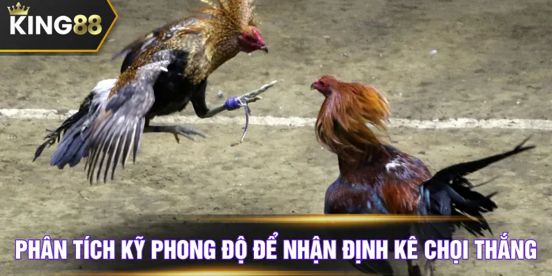 Phân tích kỹ phong độ để nhận định kê chọi thắng