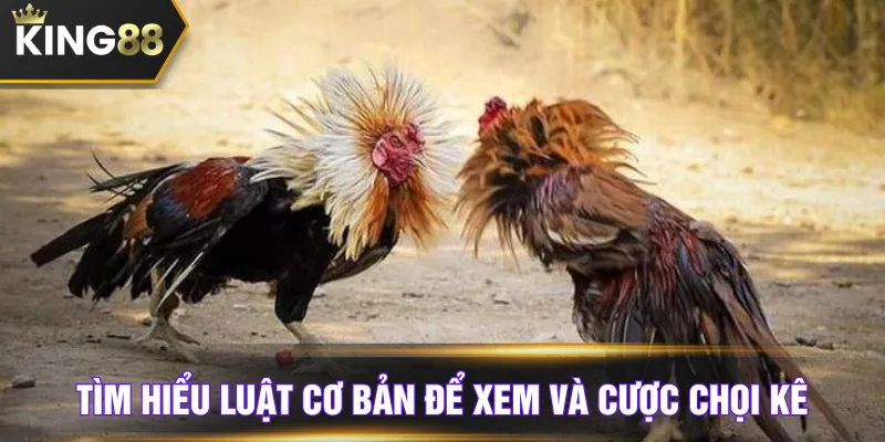 Tìm hiểu luật cơ bản để xem và cược chọi kê